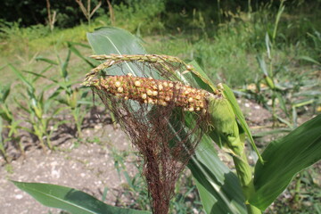 Maladie sur plant de maïs dans le champ