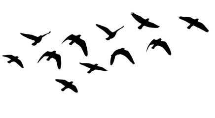 Silhouette of birds flying in formation against a white sky