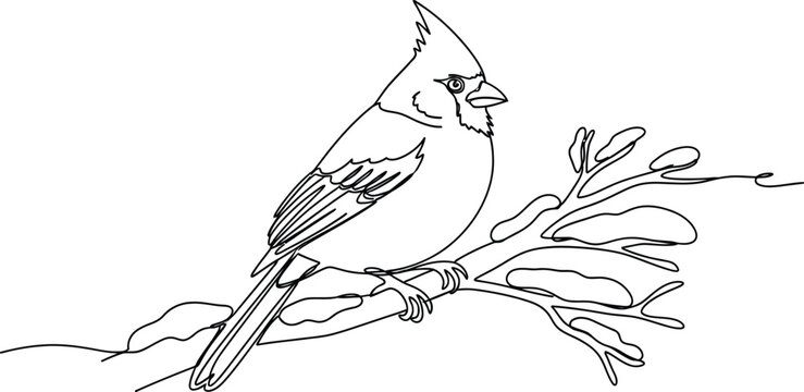 Cardinal bird perched on a branch in a line art drawing