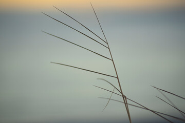 Minimalist Dry Grass Stem Against Soft Sky Background