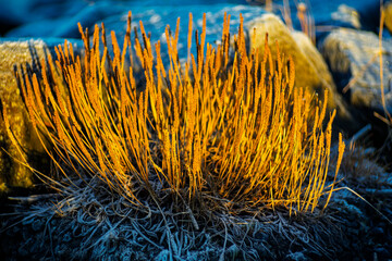 Golden Dry Grass in Winter Sunlight