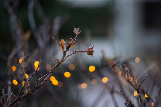 Dried Branch with Single Berry and Soft Bokeh Lights - Powered by Adobe