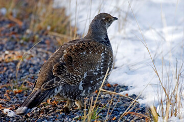 Dusky Grouse, Dendragapus obscurus, in snow