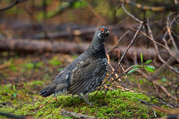 Male Spruce Grouse, Falcipennis canadensis, in boreal forest