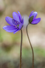 Przylaszczki o fioletowych płatkach, delikatne wiosenne kwiaty leśne na rozmytym tle. © Henryk Guziak