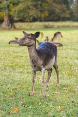Young fallow deer standing on green meadow in autumn park