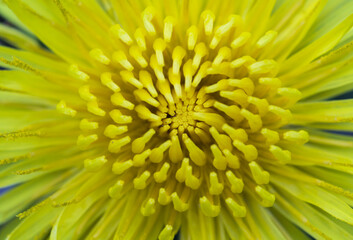 Zbliżenie żółtego kwiatu mniszka, detal słonecznego koszyczka z licznymi płatkami. © Henryk Guziak