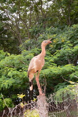 Video of a seriemas bird in its natural habitat. Green foliage, dry plants, wildlife. Perfect for nature, wildlife, conservation themes. Commercial use.