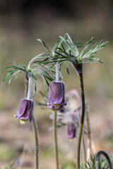 Sasanki o zwisających fioletowych kwiatach, delikatne wiosenne rośliny na suchej murawie. © Henryk Guziak