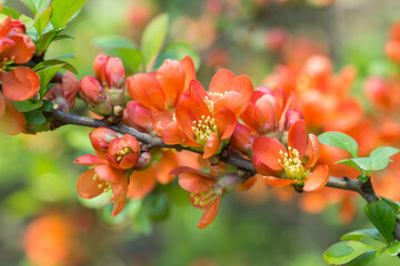 Pigwowiec w kwiatach w zbliżeniu – pomarańczowo czerwone kwiaty na gałęzi, wiosenny krzew ozdobny i bokeh. © Henryk Guziak