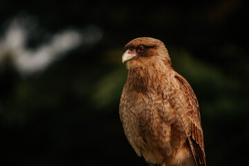pajaron