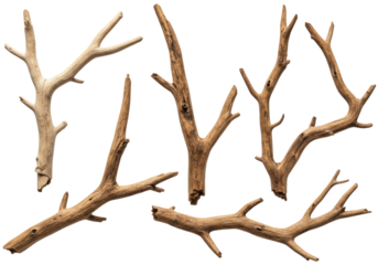Six dry, gnarled wooden branches with weathered textures, ranging from bleached to mahogany, meticulously arranged against a stark, shadowless white background. concept of natural abstract design