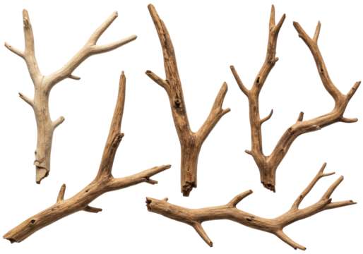 Six dry, gnarled wooden branches with weathered textures, ranging from bleached to mahogany, meticulously arranged against a stark, shadowless white background. concept of natural abstract design