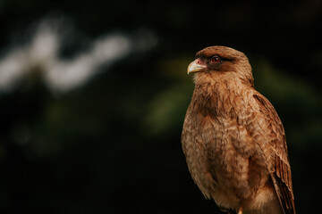 pajaron