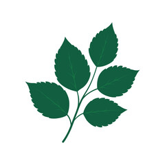 Green leaf illustration, fresh botanical element for nature and ecology designs Vector