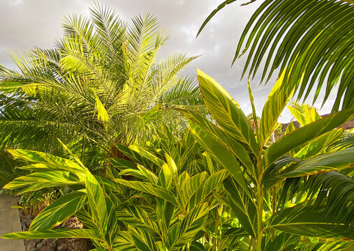 Cycas circinalis and Alpinia zerumbet tropical plants in the park of Tenerife, Canary Islands,Spain,4K.