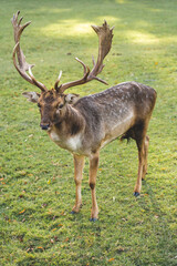Fallow deer standing on grass field in autumn light