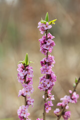Wawrzynek wilczełyko o różowych kwiatach na nagłych pędach, wczesnowiosenny trujący krzew.