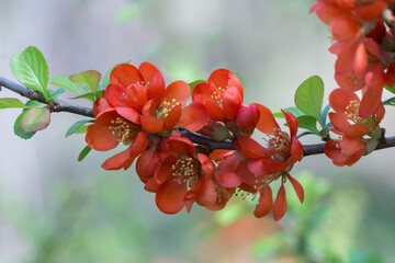 Kwitnący pigwowiec. Na gałęzi w zbliżeniu czerwone kwiaty, wiosenna roślina ozdobna i naturalne tło. © Henryk Guziak