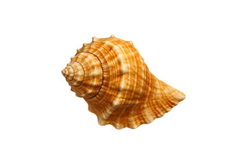 Brown Spiral Sea Shell Isolated on Transparent Background