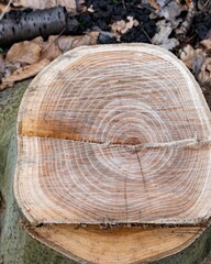 annual rings on a tree trunk