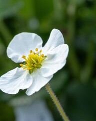 white flower with yellow pistil of a strawberry plant