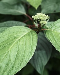 buds and leaves of a hydrangea after the rain
