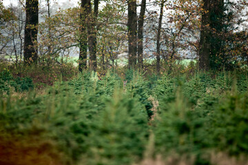 roe deer in the christmas trees