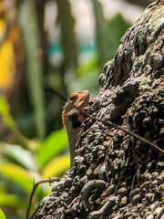 A stunning close-up of a male Oriental Garden Lizard (Calotes versicolor) with a bright orange-red head, partially hidden behind the rough, dark bark of a tropical tree.