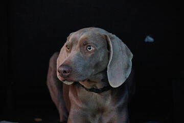 Fototapeta premium portrait of a weimaraner