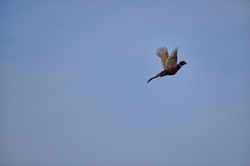 flying pheasant