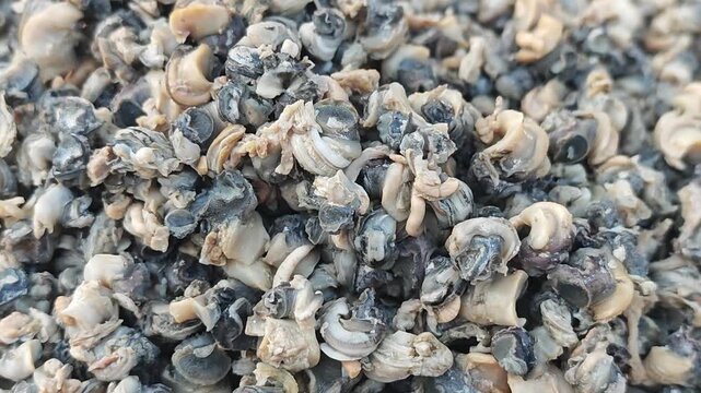 Bitter snails
