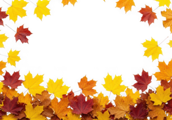 Vibrant autumn maple leaves in of red, orange, yellow forming a decorative border, isolated on transparent background