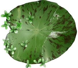 Watercolor lotus leaf with duckweed on paper texture illustration