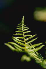 Close up of green fern frond against dark background with soft focus