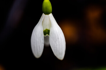 Macro close-up of a white snowdrop flower (Galanthus) with green center against a dark background