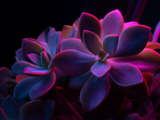 Colorful succulents under vibrant lighting in a dark setting create a calming atmosphere