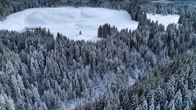 Spectacular pine-tree woods coated in snow. Meadows are covered with snow. Mountains against grey cloudy sky at backdrop.