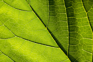 Close-up macro of leaves,Macro shot of a leaf. Foliage abstract nature background.