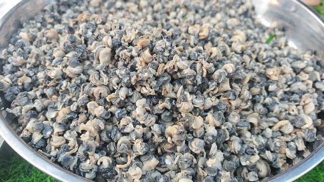 Bitter snails