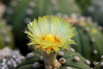 Macro close-up of yellow cactus flower,close up with blurred background of cactus flowers, selective focus