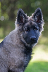 Portrait of long haired German shepherd puppy outdoors