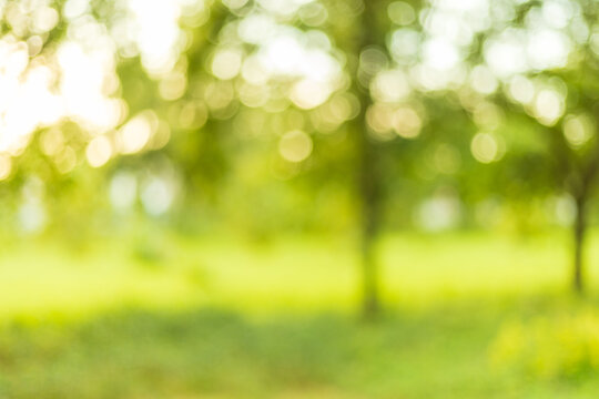 Forest and trees background soft focus nature background,Natural Green Background with Soft Focus,blur natural and light background in the park.