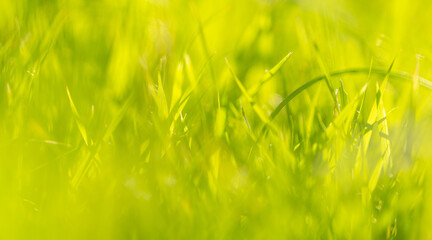 Green grass background soft focus macro close up,Lush green grass blades in close up macro view, natural soft focus texture background symbolizing freshness, growth, and nature.