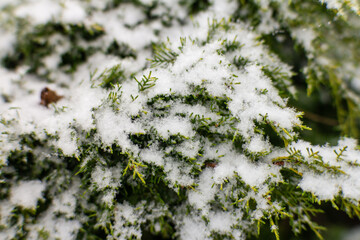 Close up of green conifer branches covered with fresh white snow, showing winter texture © Alex Malt
