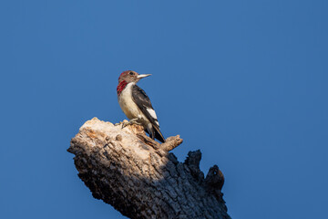 A juvenile red-headed woodpecker perched on a dead tree