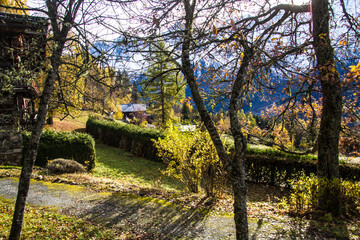 vineyard in valais in switzerland