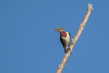 A juvenile red-headed woodpecker perched on a dead tree