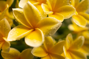 Fototapeta premium A close-up of yellow plumeria flowers covered in water droplets under natural light.