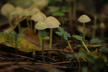 Magic of Forest Mushrooms Macro